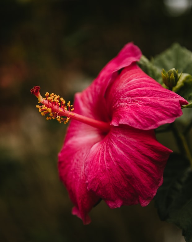 Passionflower