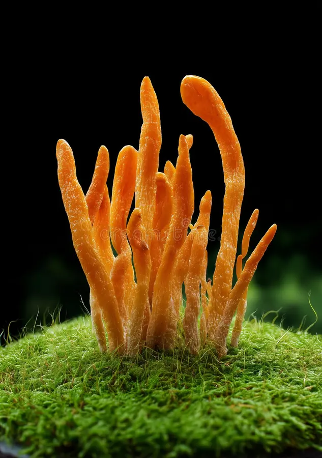 CORDYCEPS